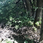 Back fence area clearing