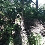 Back fence area clearing