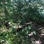 Back fence area clearing