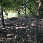 Back fence area clearing