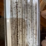Mold Remediation