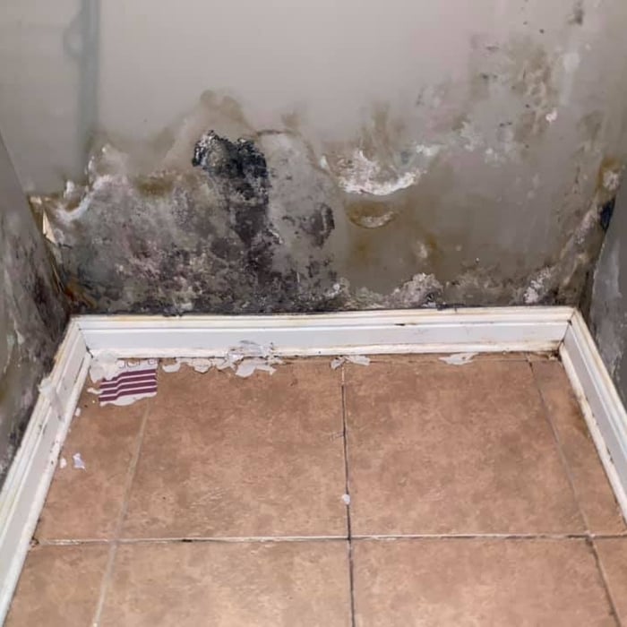 Severe Mold Damage from a Leak