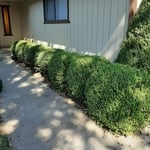 Front Hedges
