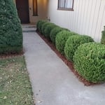 Front Hedges