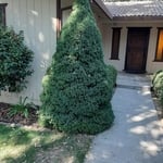 Front Tree trim