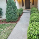 Front Tree trim