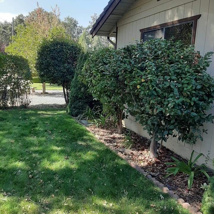 Front Tree trim