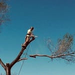 Cutting a tree down