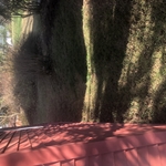 Side Yard