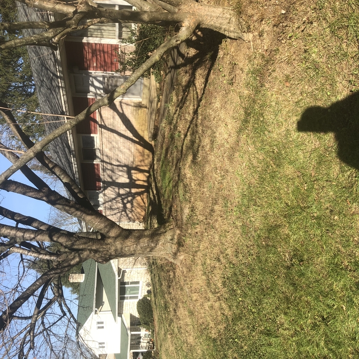 Front Yard Finished
