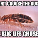 Bug Life