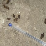 Droppings