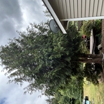 Backyard grading