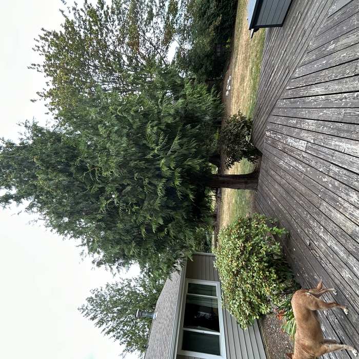 Backyard grading