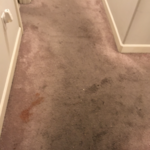 Carpet Cleaning