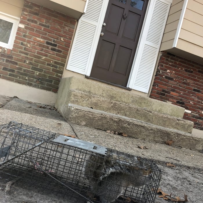 Wildlife Trapping, Animal
