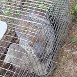 Groundhog