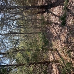 LAND CLEARING - BEFORE