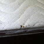 Bedbugs on mattress