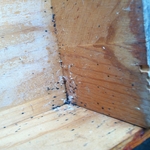 Bedbugs under night stand