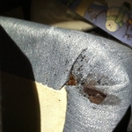 Bedbugs on Box Spring