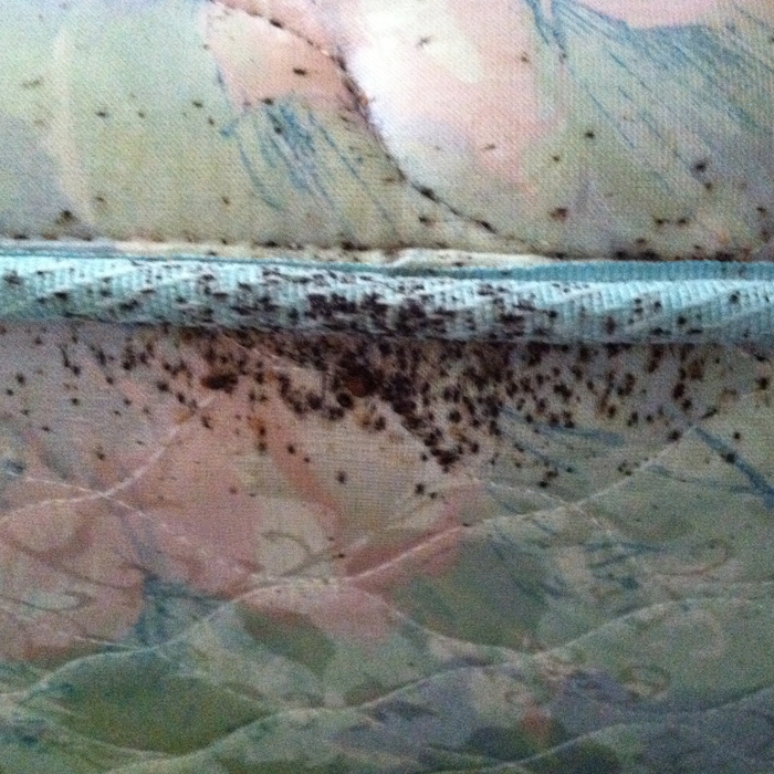 Bedbugs on mattress