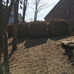 Bermuda Sod - Quantum Sod