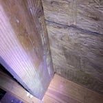 Growth under crawlspace