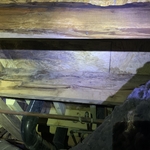 Growth under crawlspace