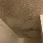 Mold Remediation- Before