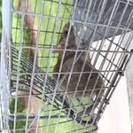Rodent Removal