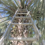 Palm tree 1
