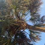 palm tree 2