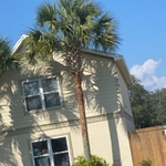 Palm tree 3