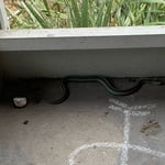 Garter Snake