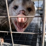 Opossum