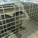 Otter
