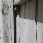 Wasp nest