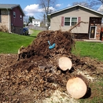Blown over stump Before