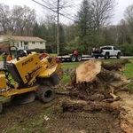 Large Oak tree stump blown over