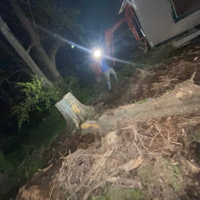 Cutting down & removing dead trees