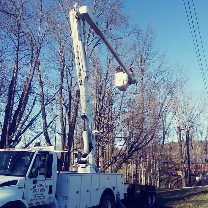 Tree removal