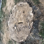 Stump grinding