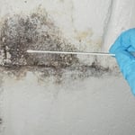 Testing for mold