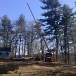 Tree Removal