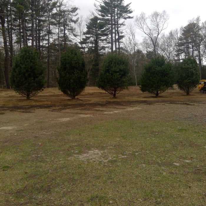 privacy landscaping