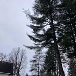 95’ tall hazardous leaning pine