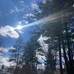 95’ Tall Hazardous pine safely removed
