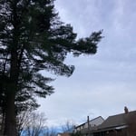 2nd leaning pines safely removed