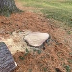 Flush cut stump after removal
